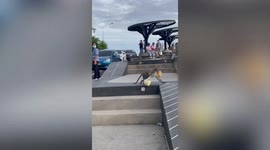 Starving wild monkey snatches food from tourists