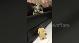 Pet Shih Tzu is terrified of walking toy dog