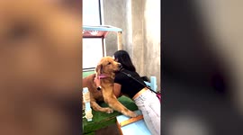 Adorable pet Golden Retriever refuses to leave dog park