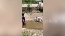 Kind villager rescues calf stuck in canal while drinking water