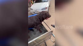 Labrador excitedly bounces around while enjoying motorcycle ride with owner