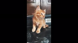 It’s a beautiful kitten.