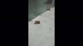 Wild toad comes to help after insects invade resident's home in Vietnam