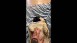 Very active pug can't calm down and wants to play