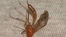 Wasp species almost stang me as it came flying in the window and was a odd colour and was thin build