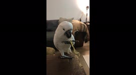 Cocka-TOO cute! Meet Elvis the parrot that loves spaghetti