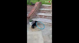 Tiny dachshund overcomes feat of dragging hula-hoop up larger set of stairs