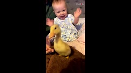 'Baby girl's excitement for her aunt's ducklings is too pure '
