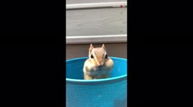 The cheek of it! Wild chipmunk plays peek-a-boo as it steal tasty treats