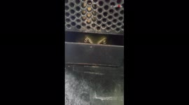 Sizeable frog hides in Aussie man's coffee machine