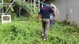 Wild boar trapped in well rescued  'after running away from dogs'