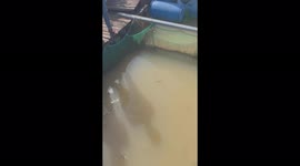 Vietnamese 'cannon fish' spit water at woman in hope of knocking food out of her hand