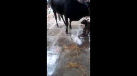 The mother cow tries to guide the calf to get up and learn to walk as soon as the calf is born