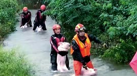 Firefighters rescue more than 1,000 pigs from flash floods in southern China