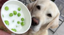 New Aldi doggy ice cream to cool your dogs down in the heatwave.