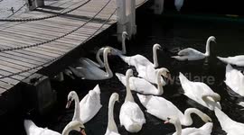 Huge Flock Of Swans In Windsor