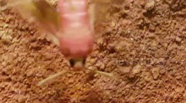 rosy maple moth gets stuck in a False widow spider Web in Buckinghamshire