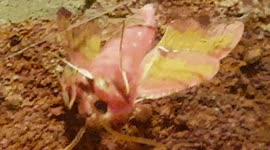 rosy maple moth could not get out of the False widow spider Web and was eaten up