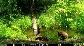 Black bear and her tiny cubs seen enjoying drink of water in Idaho