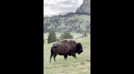 Bison walking in front of Devil's Tower, Wyoming