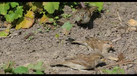 Sparrows enjoy a dust bath in the morning heat in Sussex, UK