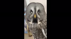 Incredibly beautiful Great grey owl flapping its eyes