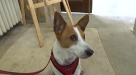 Cute Corgi Jack Russell shows off dogs skills at Chelsea Memories art exhibition at The Brompton Cemetery Chapel