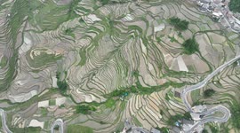 Drone Footage Of Villagers Planting Rice Seedlings in Terraced Field In Chongqing, China