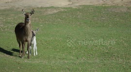 Find Out Why These Waterbuck Calves Are So Unique