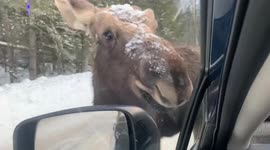 US driver has close encounter with moose after it blocked her car and ate snow off the bonnet