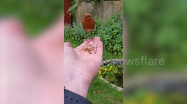 UK man strikes up friendship with robin he has been feeding by hand for three years