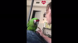This video of an observant macaw mimicking her owner is CUTENESS GOALS