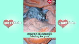 Heroic UAE Girl Rescues  Takes Care of Skinny, Blind Kitten