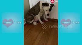 Traumatized Mama Dog Receives Second Chance at Life Emotional