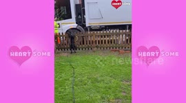 Wiggle Wednesday  Dog Moves Around in Excitement While Waiting for his Friends