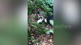 Brave passer-by uses rusty scooter to save pet cat being strangled by python