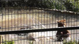 Kent bears at animal reserve splash off record-breaking heat