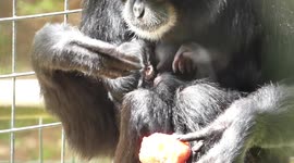 See this adorable new born Siamang Gibbon suckling on mum & enjoying a lick of the melon ice cube on an extremely warm day.