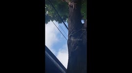 Drama as kitten stuck in high tree bounces into waiting human arms in Vietnam