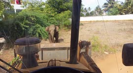 Elephant that charged an earth mover later got scared and fled to forest