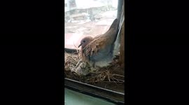 My New tenant,I love birds