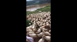 Hundreds of ducks rush for food as they hear music in Vietnamese farm