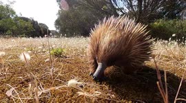 Cute encounter with spiky friend curious about filmmaker's camera