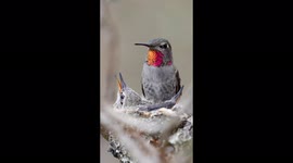 Cute moment hummingbird feeds its chicks in the nest