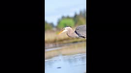 'Staggering up-close footage of a Great Blue Heron smartly catching its prey 
'