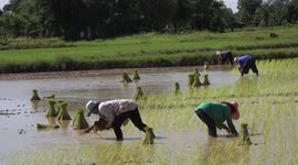 Thai farmers planting rice by hand in a paddy field in Sisaket Thailand.