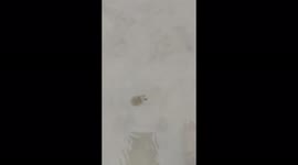 This baby jellyfish is lurking in the middle of the southern sea