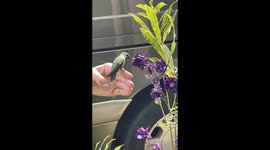 Marvellous wild hummingbird perches on woman's hand to drink nectar from flowers