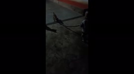 Exciting moment when stubborn baby fights for snake with 2 puppies