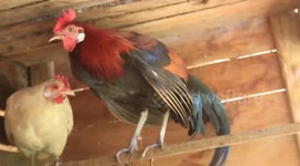 The Sumatran Red Jungle Fowl has been successfully bred.... this is something new